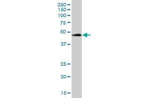 KRT20 MaxPab polyclonal antibody. (KRT20 抗体  (AA 1-424))