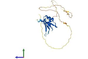 AlphaFold protein structure predicition of Mouse Recombinant Rbm11 Protein, UniprotID Q80YT9 (RBM11 Protein (AA 1-238) (His tag))