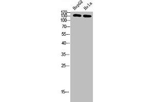 Western Blot analysis of HEPG2, HELA cells using Antibody diluted at 500. (IRS2 抗体  (AA 660-700))