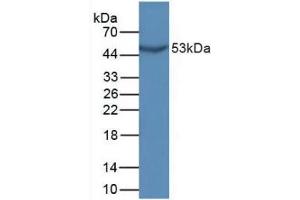 Western blot analysis of Mouse Sp2/0 Cells. (GDF10 抗体  (AA 339-477))
