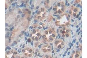 IHC-P analysis of Mouse Kidney Tissue, with DAB staining. (Granulin 抗体  (AA 31-269))