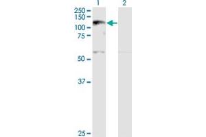 Western Blot analysis of XPO5 expression in transfected 293T cell line by XPO5 monoclonal antibody (M01), clone 2C5-1B3.