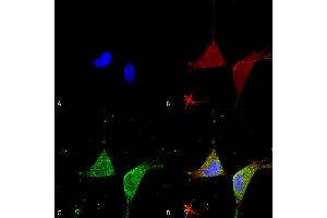 Immunocytochemistry/Immunofluorescence analysis using Mouse Anti-GABA A Receptor Alpha 5 Monoclonal Antibody, Clone S415-24 (ABIN2485763). (GABRA1 抗体  (Cytoplasmic Domain) (Biotin))