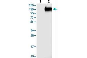 Western blot analysis of Lane 1: Negative control (vector only transfected HEK293T lysate), Lane 2: Over-expression Lysate (Co-expressed with a C-terminal myc-DDK tag (~3. (FAM184A 抗体)