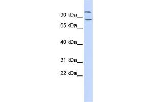 Western Blotting (WB) image for anti-Diacylglycerol Lipase, beta (DAGLB) antibody (ABIN2459904) (DAGLB 抗体)