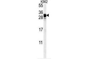 FGF7 Antibody (Center) western blot analysis in K562 cell line lysates (35µg/lane). (FGF7 抗体  (Middle Region))