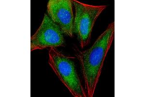 Immunofluorescent analysis of 4 % paraformaldehyde-fixed, 0. (RPL4 抗体  (AA 119-149))