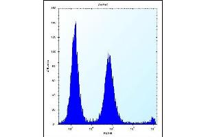 POLR2G Antibody (C-term) (ABIN656391 and ABIN2845685) flow cytometric analysis of Jurkat cells (right histogram) compared to a negative control cell (left histogram). (POLR2G 抗体  (C-Term))