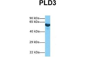 Host:  Rabbit  Target Name:  PLD3  Sample Tissue:  Human Fetal Lung  Antibody Dilution:  1. (PLD3 抗体  (N-Term))