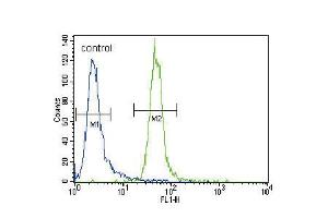 Flow cytometric analysis of CEM cells (right histogram) compared to a negative control cell (left histogram). (MLL/KMT2A 抗体  (C-Term))