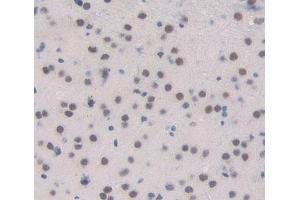 Used in DAB staining on fromalin fixed paraffin- embedded brain tissue (ESRRB 抗体  (AA 166-438))