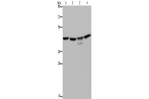 Western Blotting (WB) image for anti-Casein Kinase 2 alpha 1 (CSNK2A1) antibody (ABIN2427963) (CSNK2A1/CK II alpha 抗体)