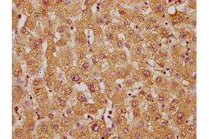 Immunohistochemistry of paraffin-embedded human liver tissue using ABIN7171480 at dilution of 1:100 (WRB 抗体  (AA 38-99))