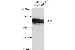 Western blot analysis of extracts of various cell lines, using USO1 antibody (ABIN7271235) at 1:1000 dilution. (USO1 抗体  (AA 663-962))