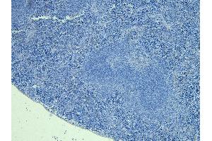 (ABIN185239) Negative Control showing staining of paraffin embedded Mouse Spleen, with no primary antibody. (FOXP3 抗体  (C-Term))