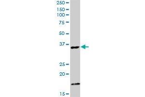 CAMLG MaxPab rabbit polyclonal antibody. (CAMLG 抗体  (AA 1-296))