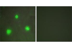 Peptide - +Immunofluorescence analysis of A549 cells, using FOXH1 antibody. (FOXH1 抗体  (Internal Region))