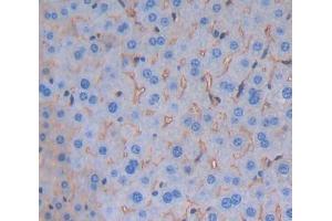#VALUE! (Signaling Lymphocytic Activation Molecule Family, Member 5 (AA 32-222) 抗体)