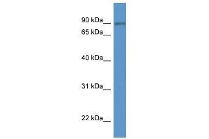 SPIRE2 antibody (70R-10052) used at 0. (SPIRE2 抗体  (N-Term))