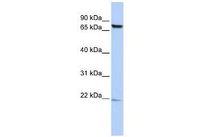 C7ORF38 antibody used at 1 ug/ml to detect target protein. (FAM200A 抗体  (Middle Region))
