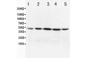 Western Blotting (WB) image for anti-Cytochrome C Oxidase Subunit I (COX1) (AA 2-14), (N-Term) antibody (ABIN3042632)
