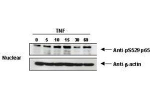 Image no. 1 for anti-Nuclear Factor-kB p65 (NFkBP65) (pSer276) antibody (ABIN1103942) (NF-kB p65 抗体  (pSer276))
