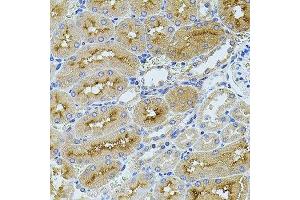 Immunohistochemistry of paraffin-embedded rat kidney using TEFM antibody. (TEFM 抗体  (AA 36-210))