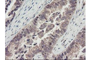 Image no. 3 for anti-RNA Binding Protein with Multiple Splicing (RBPMS) antibody (ABIN1500647) (RBPMS 抗体)