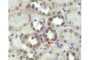 Immunohistochemical staining of Nampt using anti-Nampt (OMNI379)  in human kidney tissue (1:500 dilution). (NAMPT 抗体)