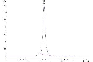 Size-exclusion chromatography-High Pressure Liquid Chromatography (SEC-HPLC) image for CD70 Molecule (CD70) (AA 45-195) protein (Fc Tag) (ABIN7274243)