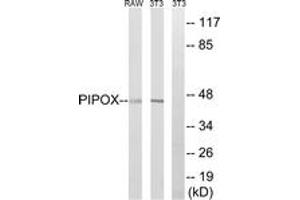 Western blot analysis of extracts from NIH-3T3/RAW264. (PIPOX 抗体  (AA 257-306))