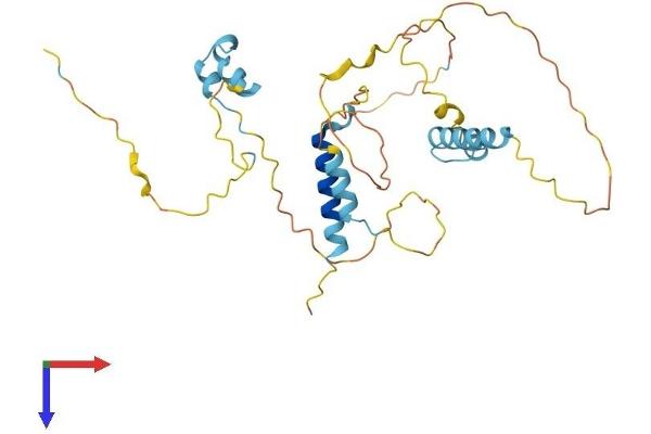 FAM110A Protein (AA 1-296) (His tag)