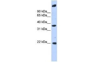 Western Blotting (WB) image for anti-Single Stranded DNA Binding Protein 3 (SSBP3) antibody (ABIN2459883) (SSBP3 抗体)