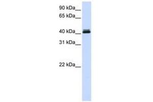 Image no. 1 for anti-Calcium Activated Nucleotidase 1 (CANT1) (AA 324-373) antibody (ABIN6741151) (CANT1 抗体  (AA 324-373))