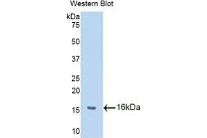 Western Blotting (WB) image for anti-Macrophage Migration Inhibitory Factor (Glycosylation-Inhibiting Factor) (MIF) (AA 3-111) antibody (ABIN7432415)