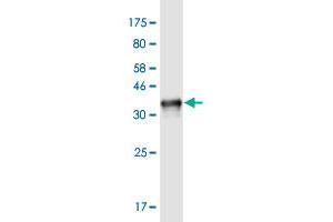Western Blot detection against Immunogen (33. (NOMO3 抗体  (AA 966-1033))