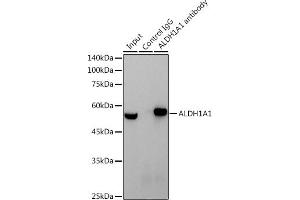 Immunoprecipitation analysis of 600 μg extracts of Mouse testis cells using 3 μg  antibody (ABIN7265531). (ALDH1A1 抗体)