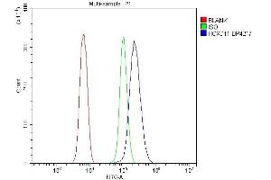 Flow Cytometry analysis of NRK cells using anti-HOXD11 antibody (ABIN7603174). (HOXD11 抗体  (N-Term))