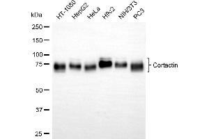 Western blotting analysis using cortactin antibody (ABIN7798159). (Recombinant Cortactin 抗体)