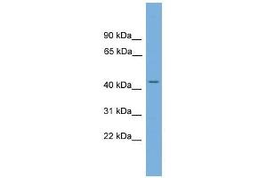 LUC7L antibody used at 0. (LUC7L 抗体  (N-Term))