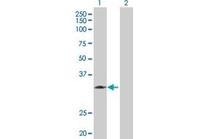 Western Blot analysis of KLK1 expression in transfected 293T cell line by KLK1 MaxPab polyclonal antibody.