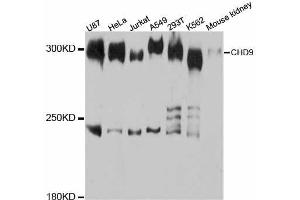 Western blot analysis of extracts of various cell lines, using CHD9 antibody. (CHD9 抗体  (AA 85-190))
