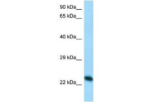 Host: Rabbit Target Name: Creg1 Antibody Dilution: 1. (CREG1 抗体  (C-Term))