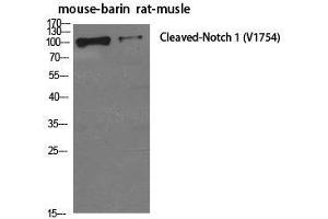 Western Blot analysis of Mouse brain, Rat musle using Cleaved-NOTCH1 (V1754) Polyclonal Antibody at dilution of 1:500. (Notch1 抗体  (Cleaved-Val1754))