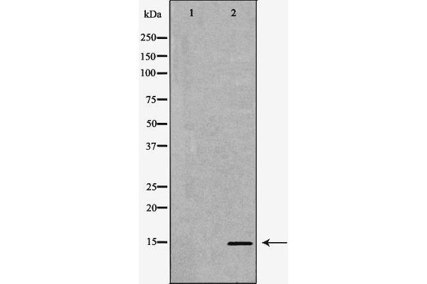 POLR2I 抗体  (Internal Region)