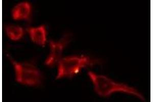 ABIN6278213 staining Hela by IF/ICC. (NUDC 抗体  (C-Term))