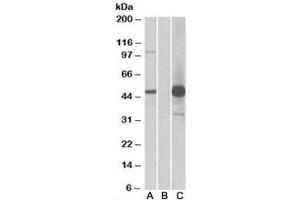 Western blot of HEK293 lysate overexpressing human COPS3-FLAG probed with COPS3 antibody (1ug/ml) in Lane A and with anti-FLAG (1/5000) in lane C. (COPS3 抗体)