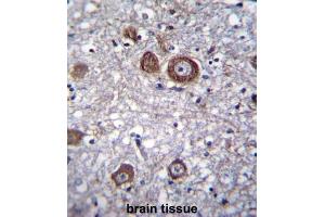 Immunohistochemistry (IHC) image for anti-APG8b antibody (ABIN2996776) (APG8b 抗体)