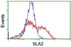 Image no. 3 for anti-Src-like-adaptor 2 (SLA2) antibody (ABIN1500946)