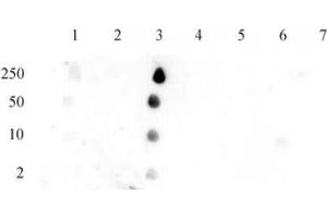 Histone H2B acetyl Lys12 pAb tested by dot blot analysis. (Histone H2B 抗体  (acLys12))